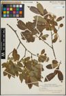 Foto von Salix pentandra L.